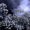 Higher! More! - Mrigasira Full Moon December 7-8th, 2022 Mrigasira Full Moon
