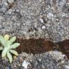 Adapt and Grow-Rohini New Moon 26th-27th May, 2025 Rohini New Moon
