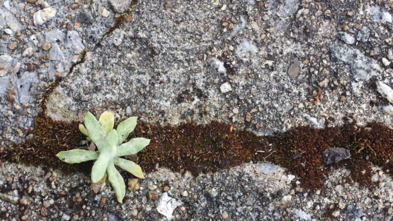 Rohini New Moon Image description