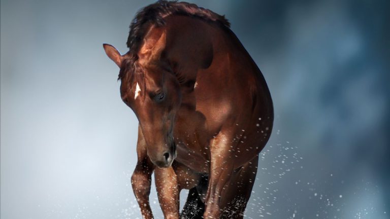 Shatabhisha Image description