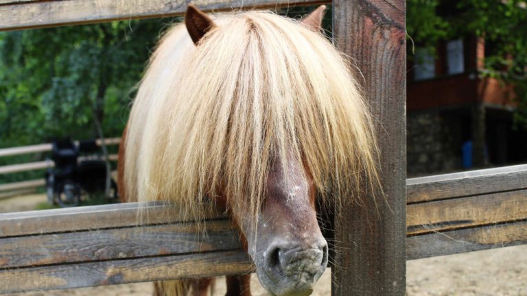 Ashwini Image description