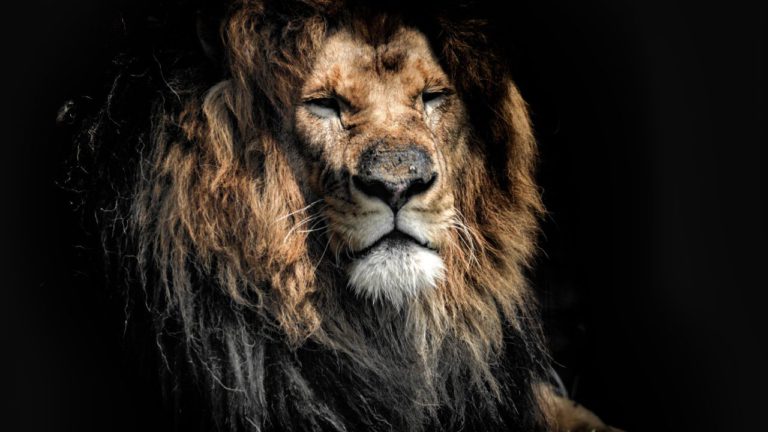 Chitra Image description