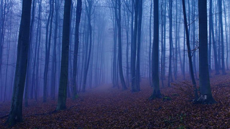 Mula Image description