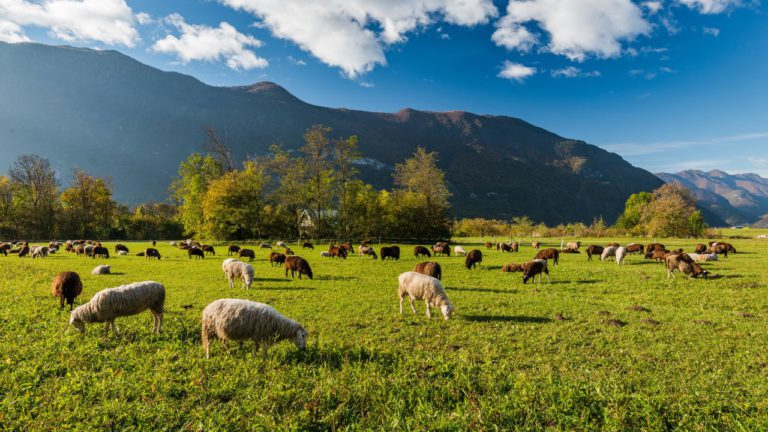 Purva Bhadrapada Image description