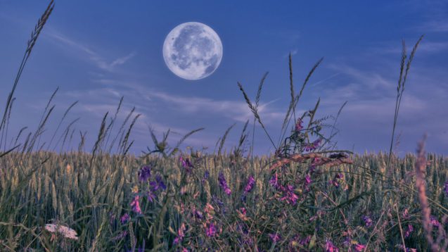 Full Moon Field