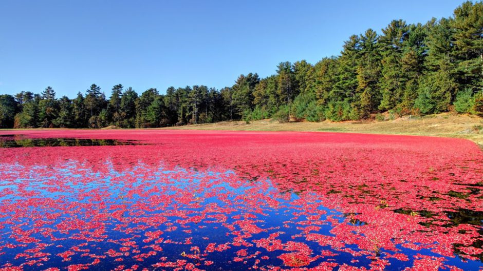 Moon in Purva Phalguni