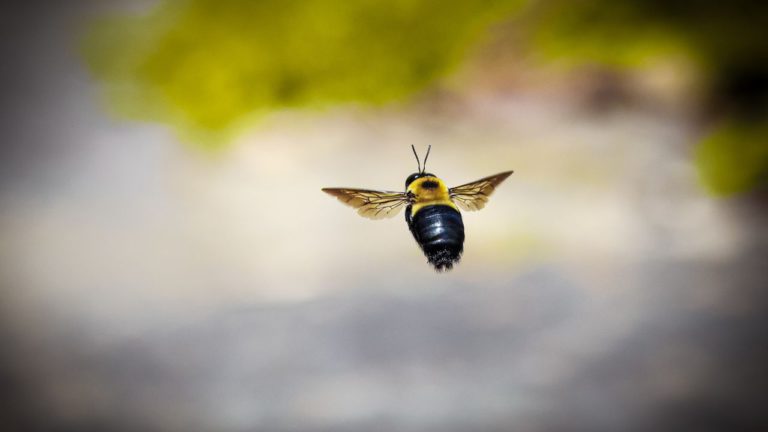 Pushya Image description