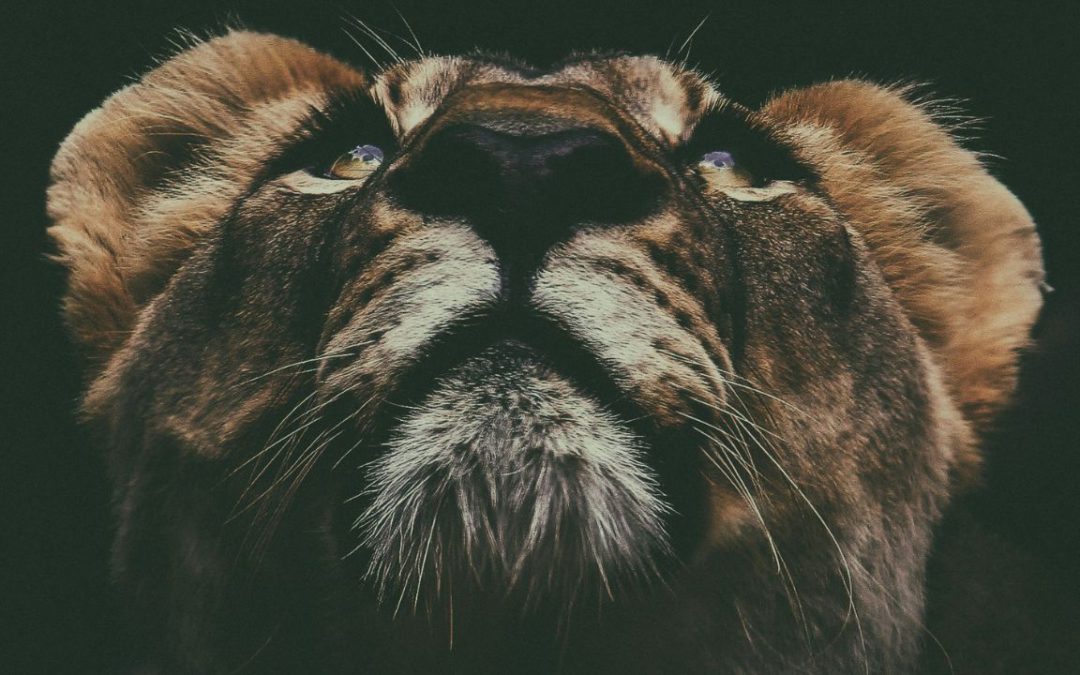 Courage Over Cleverness – Full Moon in Dhanishtha August 8th-9th, 2025