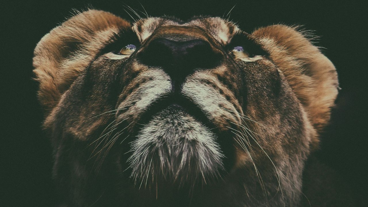 Courage Over Cleverness - Full Moon in Dhanishtha August 8th-9th, 2025 Dhanishtha
