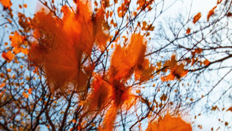 Revati Image description