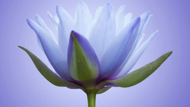 Untitled design(13) Image description