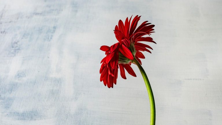 Rohini Image description