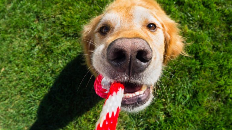 Ardra Image description