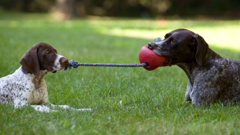 Uttara Ashadha Image description