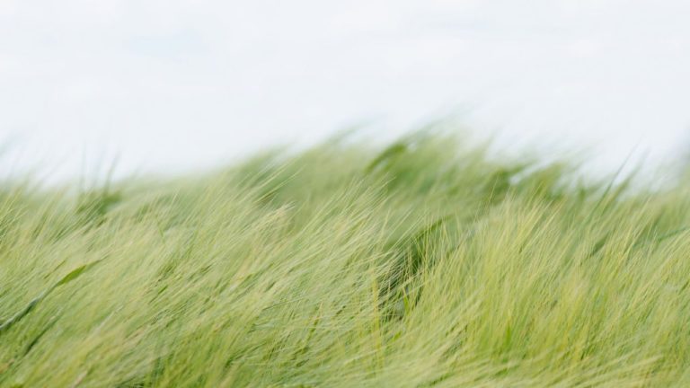 Swati Image description