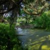 Watch the River Flow - Moon in Anuradha August 30th, 2025 Anuradha