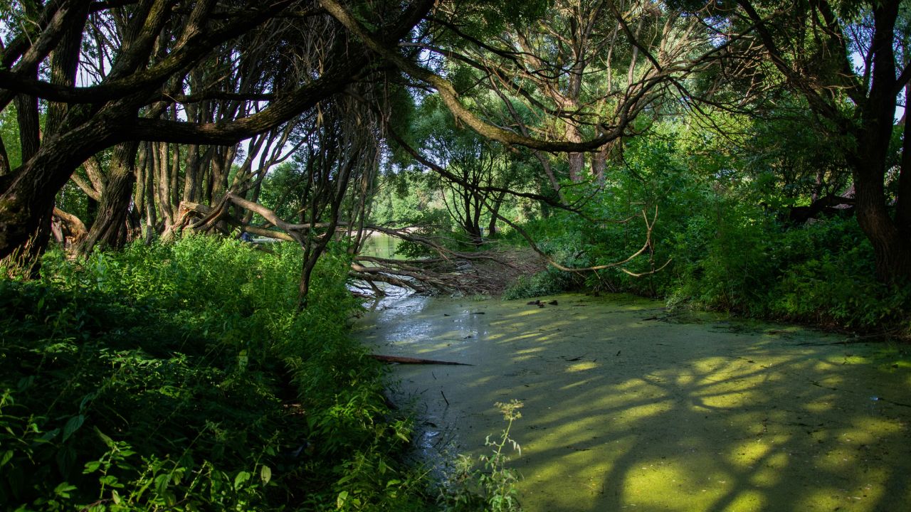 Watch the River Flow - Moon in Anuradha August 30th, 2025 Anuradha