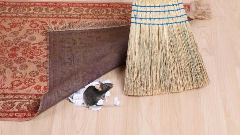 Untitled design(3) Image description