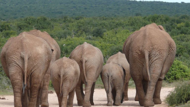 Bharani Image description