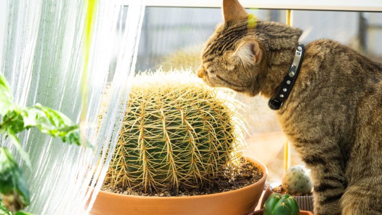 Ashlesha Image description