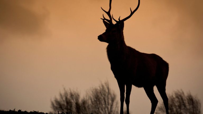 Pushya Image description