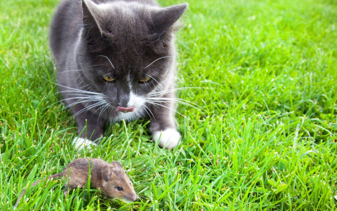 Cat to Mouse – Moon in Magha May 5th, 2025
