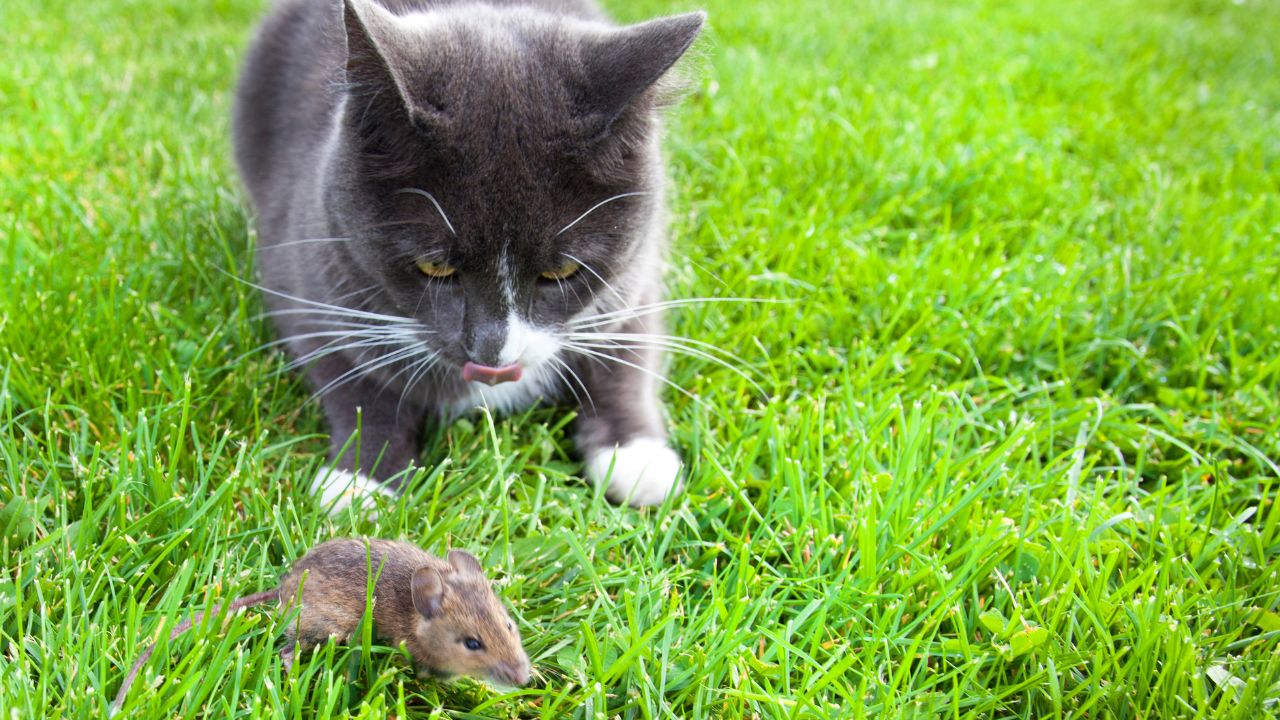 Cat to Mouse - Moon in Magha May 5th, 2025 Magha