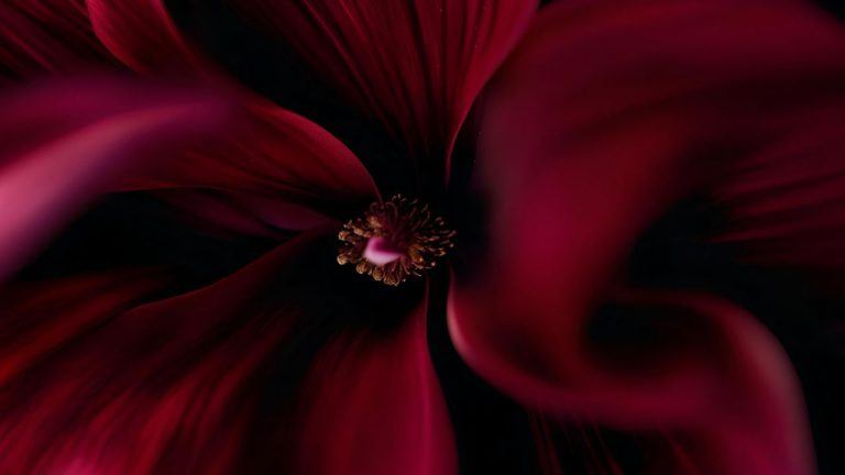 Mula Image description