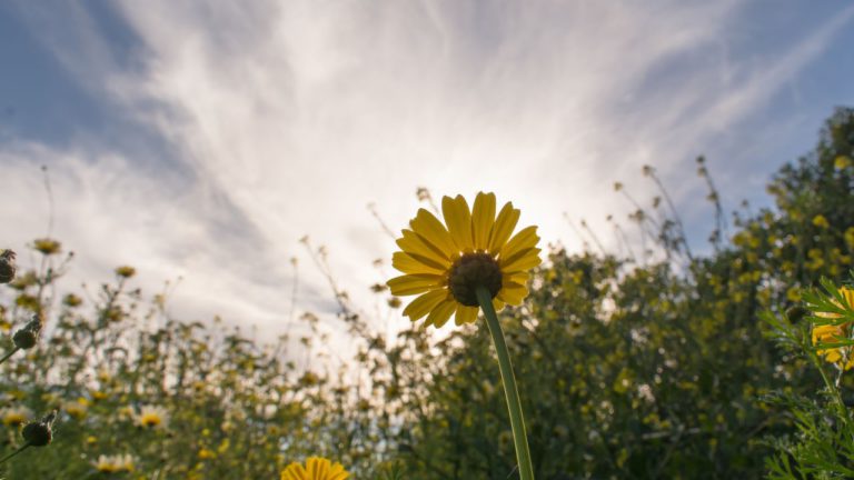 Purva Ashadha Image description