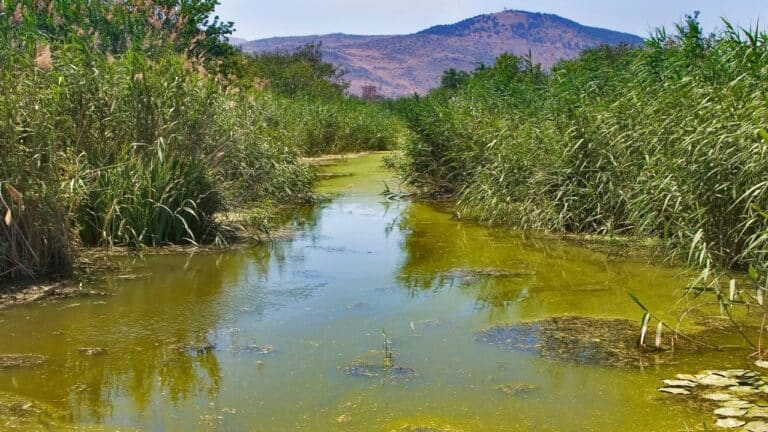 Untitled design(51) Image description