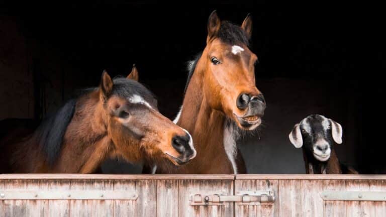 Untitled design(56) Image description