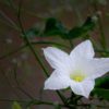 What Is Needed - Moon in Pushya October 17th, 2022 Pushya