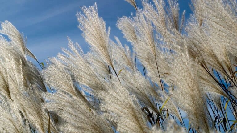 Untitled design(59) Image description