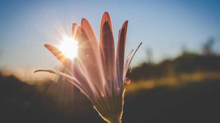 Untitled design(6) Image description