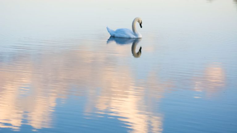 Shatabhisha Image description