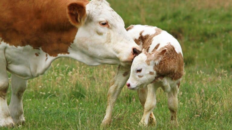 Untitled design(7) Image description