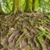 Roots - Moon in Dhanishtha June 15th, 2025 Dhanishtha