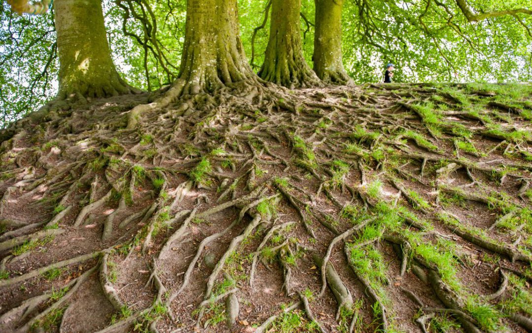 Roots – Moon in Dhanishtha June 15th, 2025