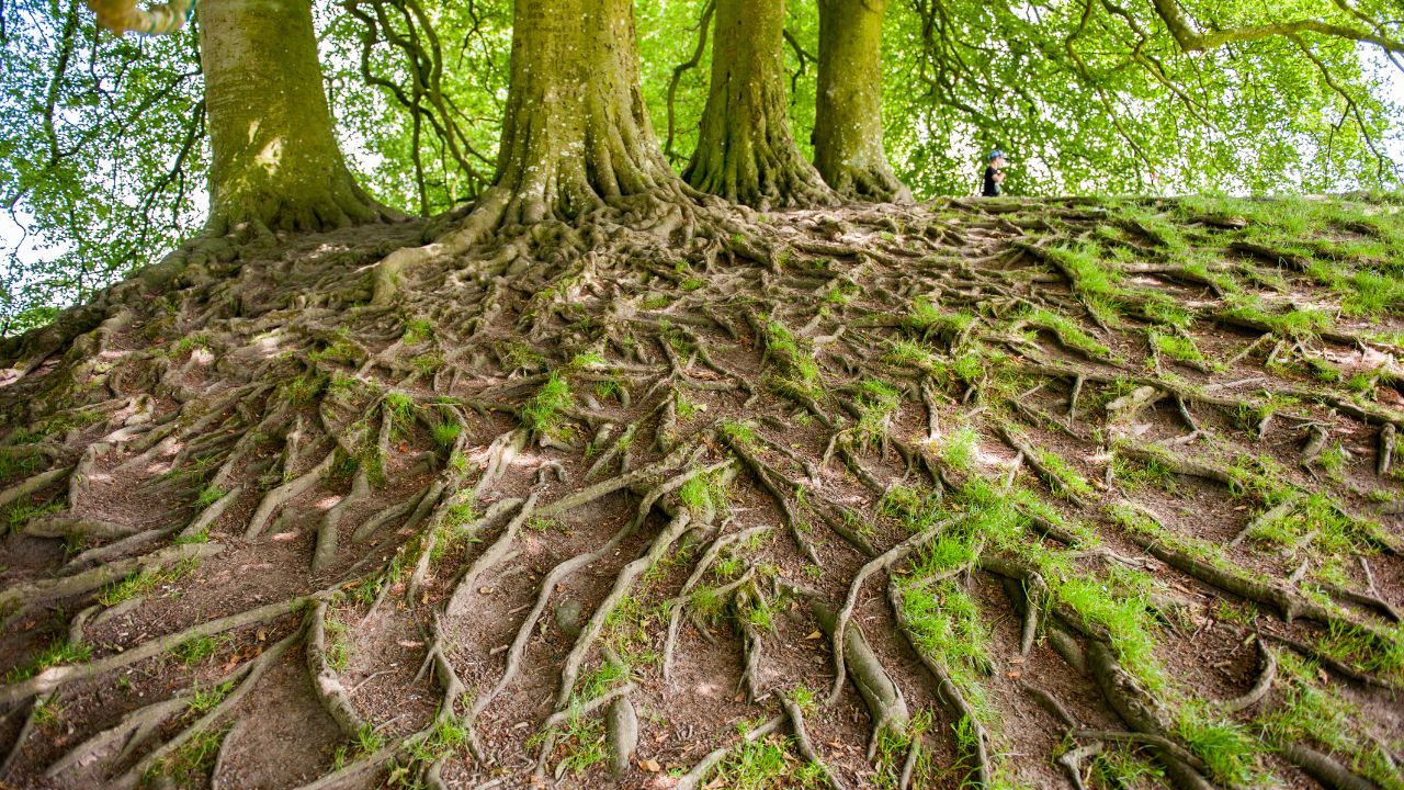 Roots - Moon in Dhanishtha June 15th, 2025 Dhanishtha