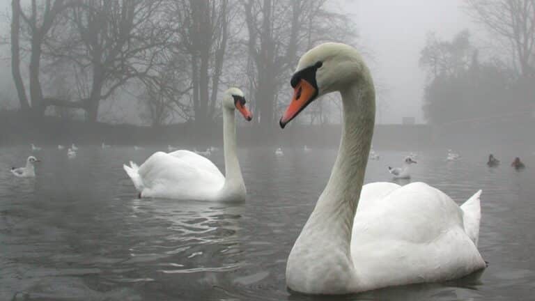 Untitled design(9) Image description