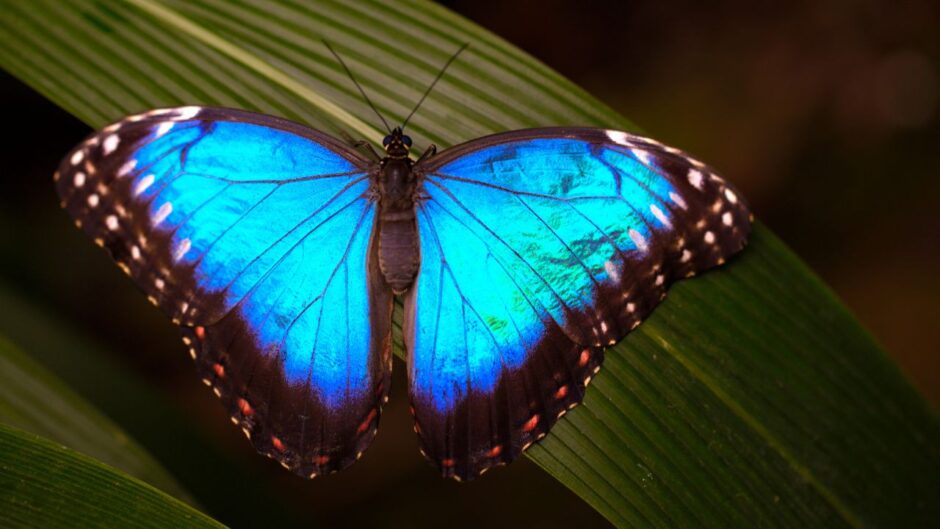 Venus Conjunct Mars in Magha