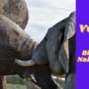 Dedication or Division? - Venus in Bharani until 30th April, 2021 Dedication or Division? - Venus in Bharani until 30th April, 2021