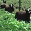 Purva Ashadha 18th May, 2014 - Don't Fence Me In Don't Fence Me In by Michael Reed
