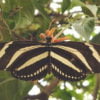 Punarvasu