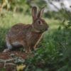 The Proverbial Rabbit - Moon in Chitra 23rd May, 2021 The Proverbial Rabbit - Moon in Chitra 23rd May, 2021