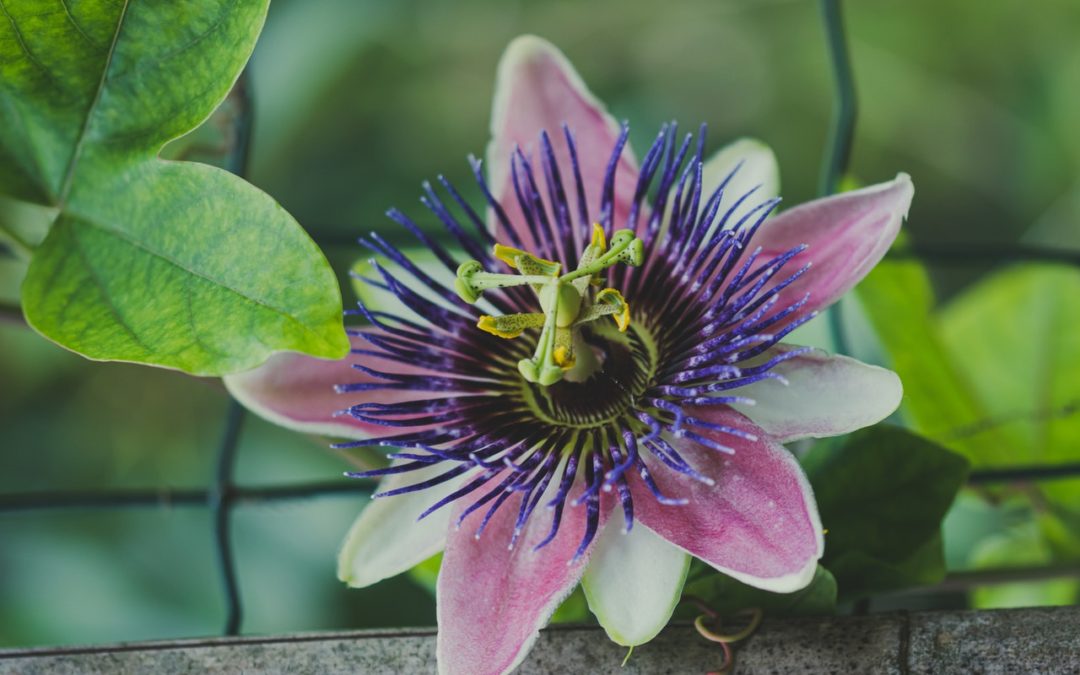 How Does Your Passion Flower? – Moon in Purva Bhadrapada 20th December, 2020