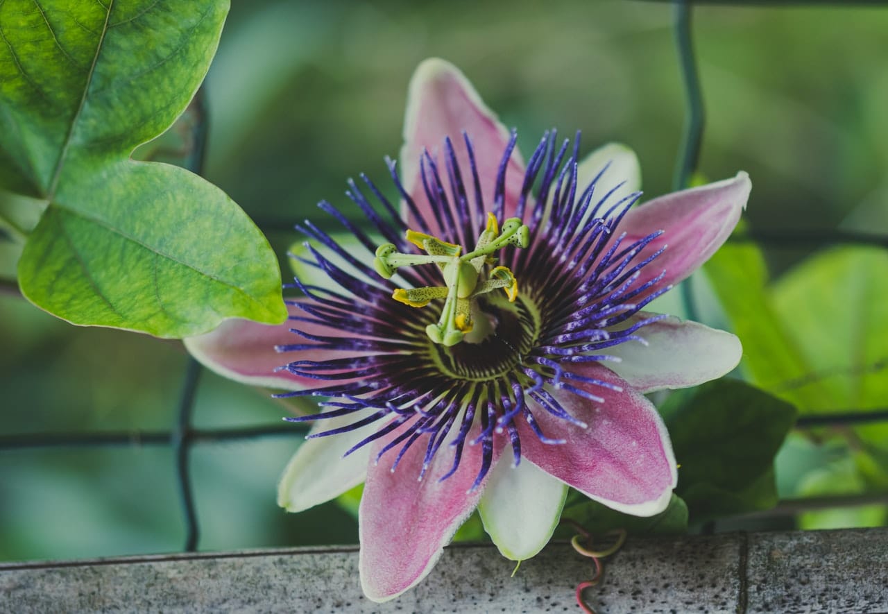 How Does Your Passion Flower? - Moon in Purva Bhadrapada 20th December, 2020 How Does Your Passion Flower? - Moon in Purva Bhadrapada 20th December, 2020