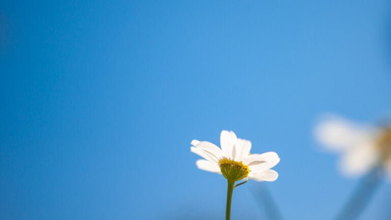 sensei-minimal-cPSJcN8eCcA-unsplash Image description